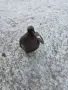 Топуз за кантар!, снимка 2