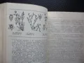 Флора на Добруджа растения цветя дървета ботаника храсти треви, снимка 4