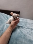 Чихуахуа , снимка 2