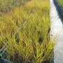 Мискантус Пурпурасценс, студоустойчива трева, снимка 11