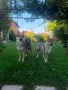 Чехословашки вълчак1, снимка 8