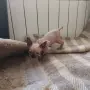 Котка порода сфинкс, снимка 2