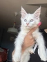 Мейн кун котенца / Мейн куун котенца / Maine coon kittens, снимка 2