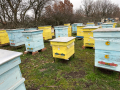 Продавам пчелни семейства с многокорпусен кошери, снимка 8