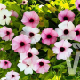 Thunbergia Rose sensation (Тунбергия Розова сензация), снимка 1 - Градински цветя и растения - 44555919