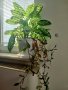 Стайно растение Дифенбахия., снимка 1 - Стайни растения - 42662127