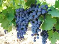 Продавам винено грозде Мерло, снимка 1