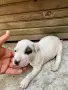 Питбул. Pitbull, снимка 3