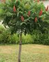 Рустифина дърво , снимка 1 - Разсади - 39458529
