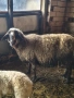 овце, снимка 2