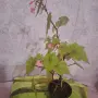 Стайни   Бегонии, снимка 8