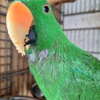 Еклектуси Благороден папагал, снимка 1 - Папагали - 41415366