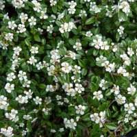 Котонеастър Мажор, Cotoneaster Dammeri Major, снимка 6 - Градински цветя и растения - 39310369