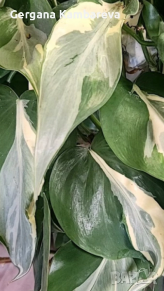 Philodendron Rio , снимка 1