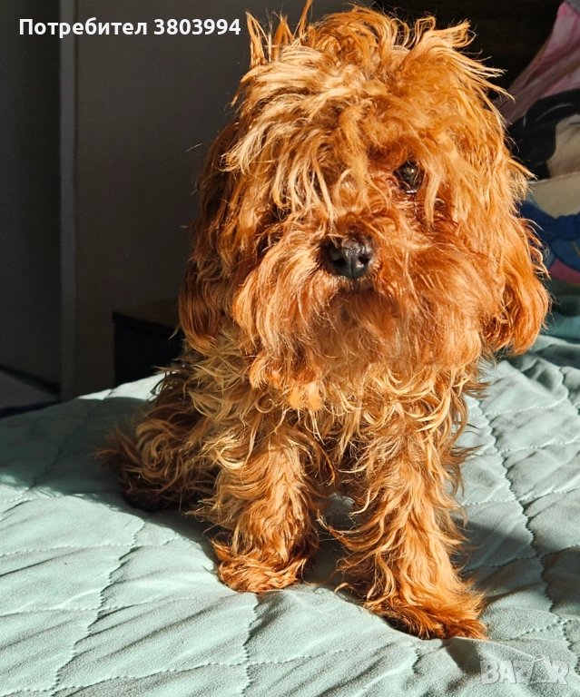 Червен тйи къп / той пудел момиченце на 7 месеца. , снимка 1