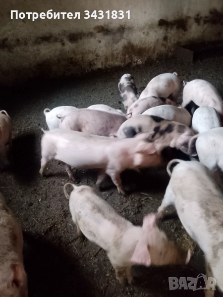 Малки прасета от 25до40кг., снимка 1