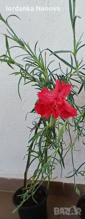 КАРАМФИЛ, снимка 1