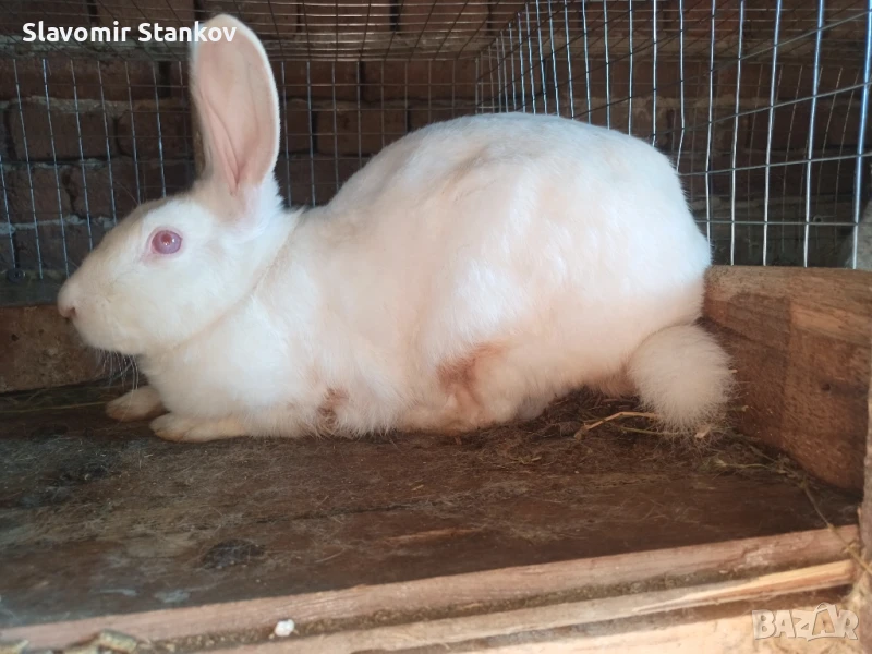 продавам зайци Цика Сребърни и Рексови , снимка 1
