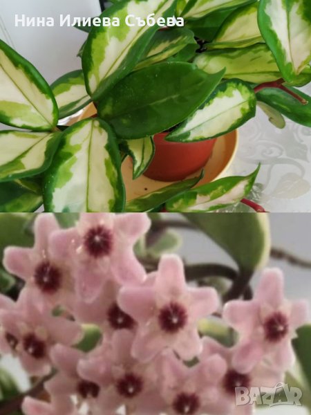 Восъчно цвете, хоя, различни видове и размери , снимка 1