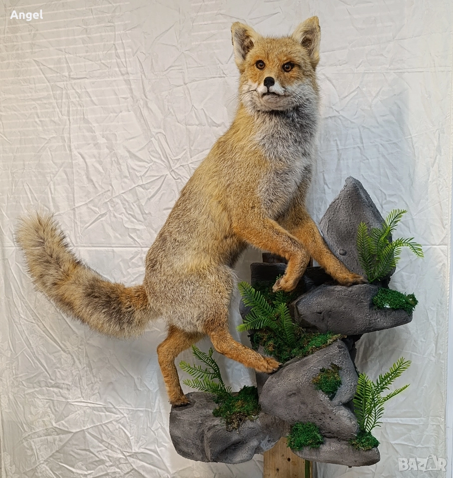 препарирани животни фазани и лисица , снимка 1