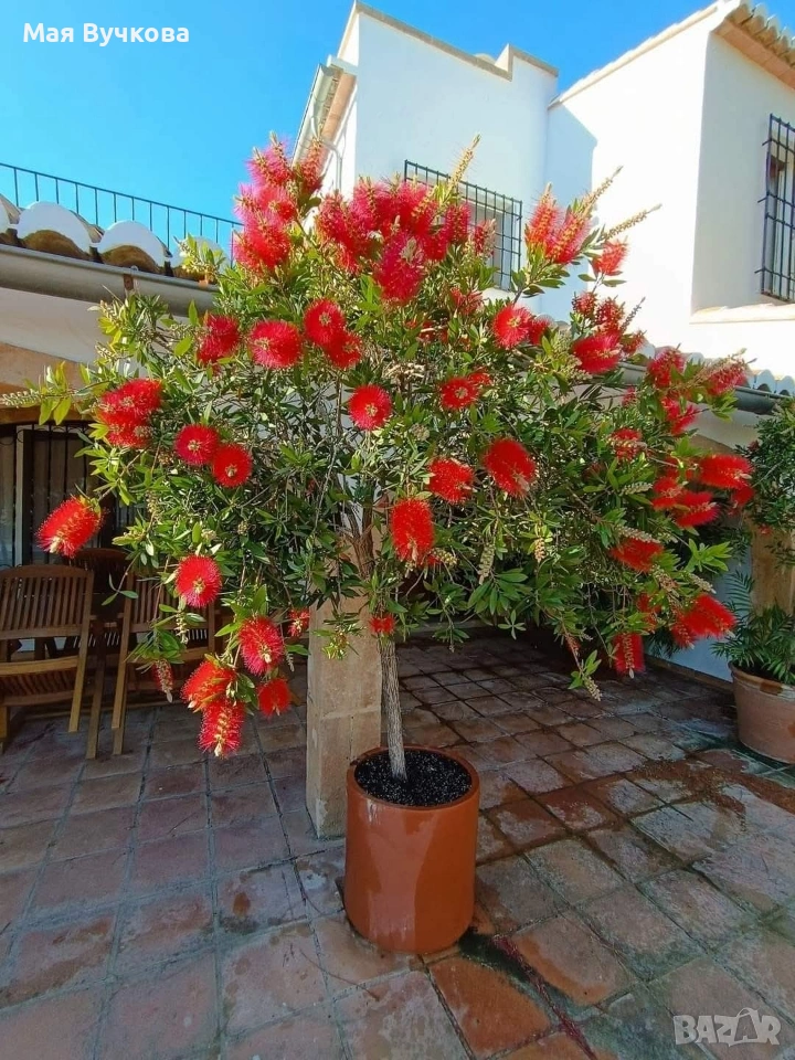 Калистемон дърво , снимка 1