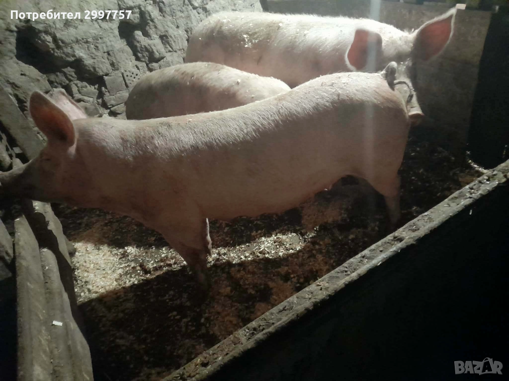 Прасета, снимка 1