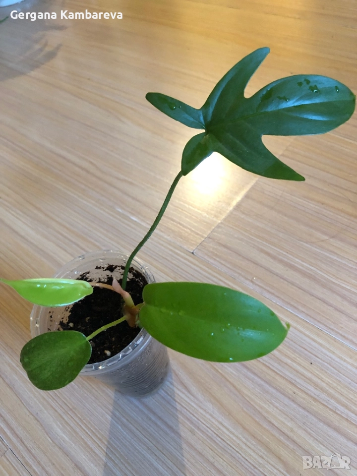 Philodendron Florida Ghost , снимка 1