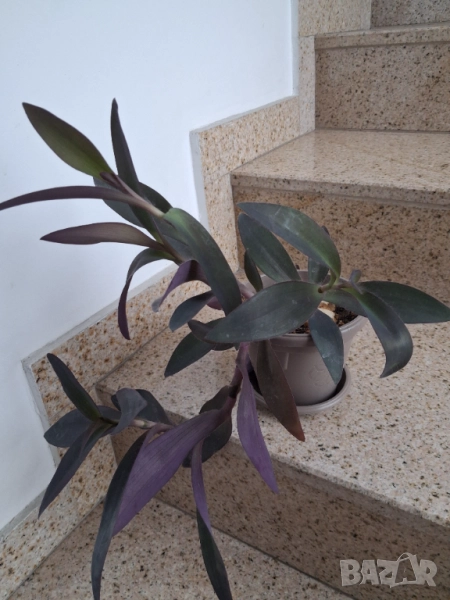 Традесканция , снимка 1