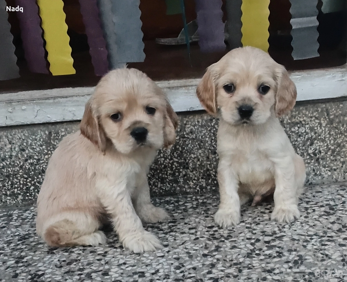 Кокер шпаньол , снимка 1