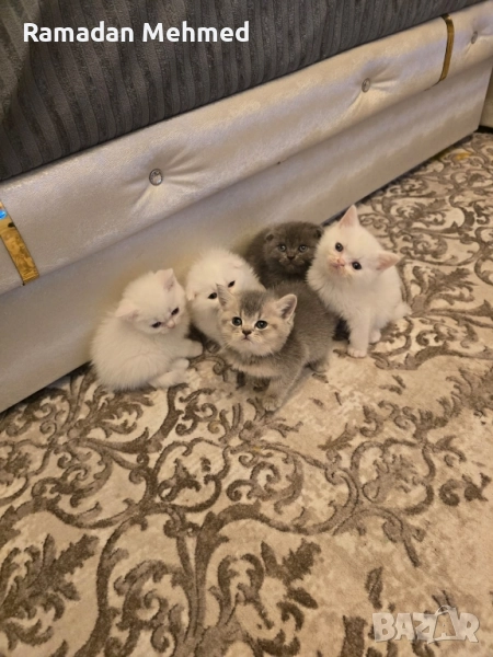 Шотлански и британски котенца момичета и момчета, снимка 1