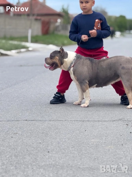 Американско були, снимка 1