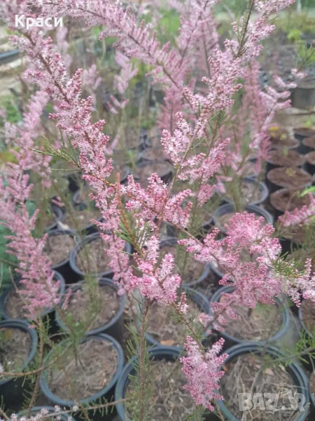 Тамарекс, снимка 1