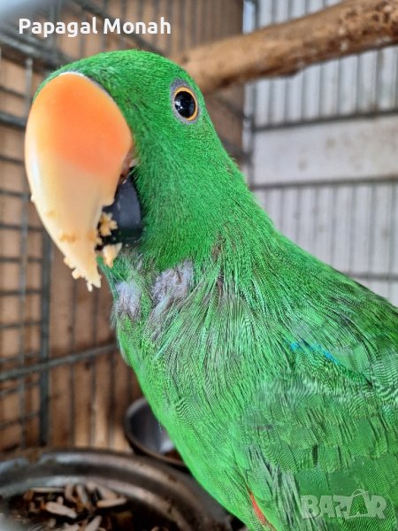 Еклектуси Благороден папагал, снимка 1