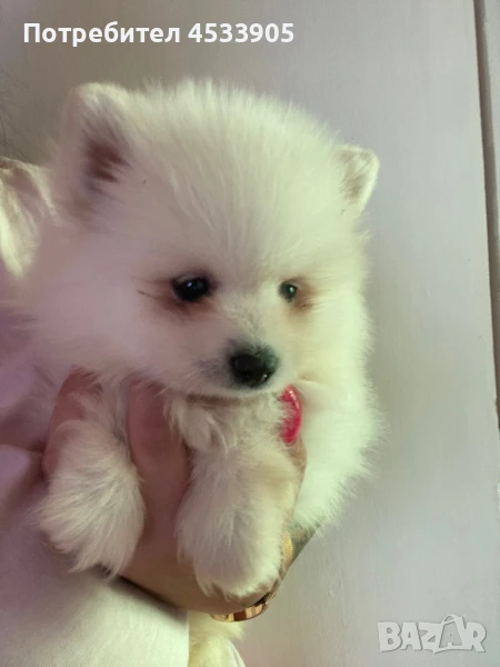 Померан момченце , снимка 1