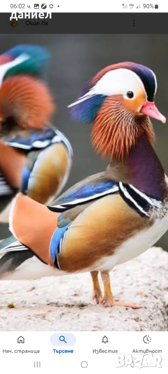 ДЕКОРАТИВНИ ПАТЕТА , снимка 1