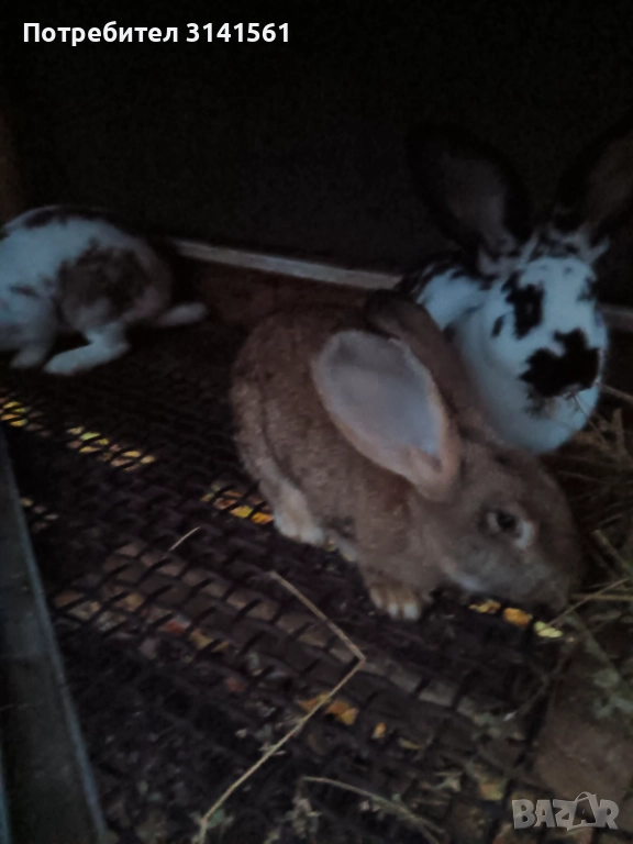 Продавам угоени зайци, снимка 1
