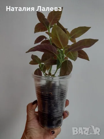 Руелия, ruellia Makoyana, снимка 4 - Стайни растения - 56304842