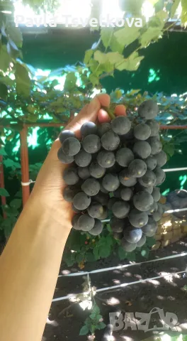 🍇 ПРОДАВАМЕ ГРОЗДЕ – ОТЕЛ, БОИЛИЯ, КАРДИНАЛ 🍇 гр. СОФИЯ