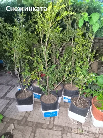Продавам дървовидни чемшири , снимка 2 - Столове - 55970305
