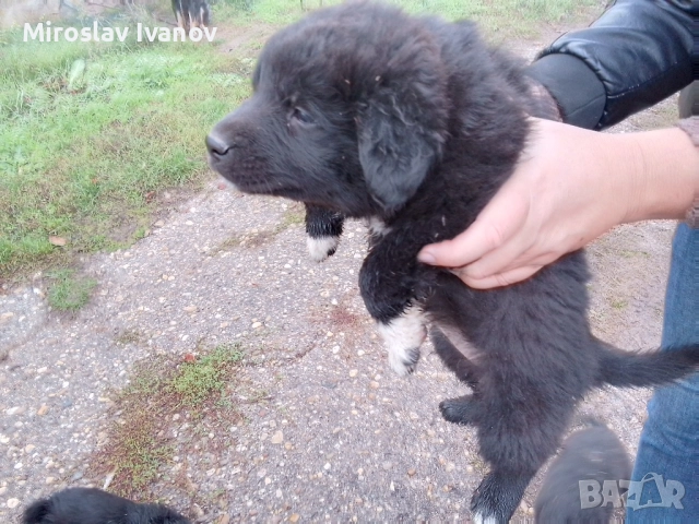 подарявам малки кученца, снимка 5 - Други - 52439926