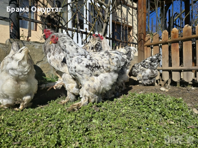 Продавам разплодни яйца от Сплаш Брама [Splash Brahma], снимка 7 - Кокошки и пуйки - 53810967