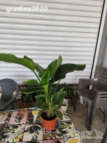 Стрелиция Налични 2 вида, снимка 11 - Разсади - 47241857