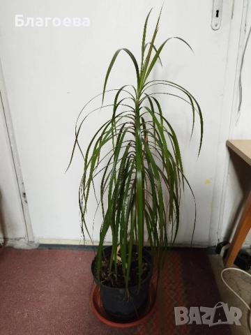 Палма , снимка 4 - Стайни растения - 51125048