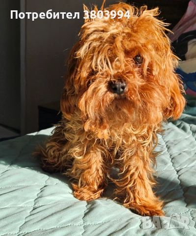 Червен тйи къп / той пудел момиченце на 7 месеца. 