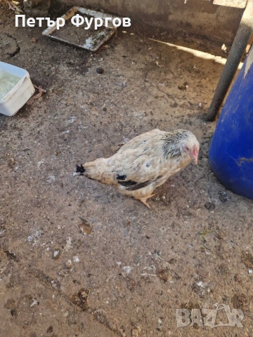продавам   3бр. домашни кокошки