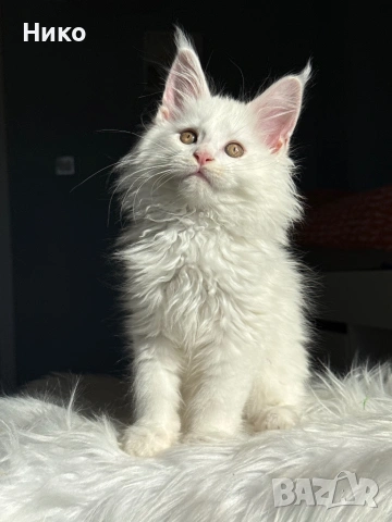 Мейн кун котенца / Мейн куун котенца / Maine coon kittens
