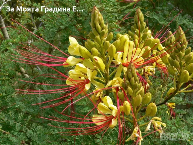 Цезалпиня - Caesalpinia Gilliesii , снимка 5 - Градински цветя и растения - 53635952