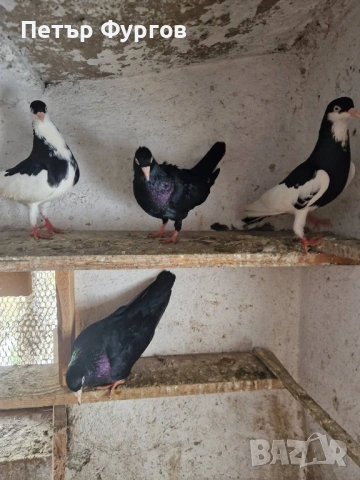 Продавам 2  чифта      акмани, снимка 7 - Гълъби - 53535023