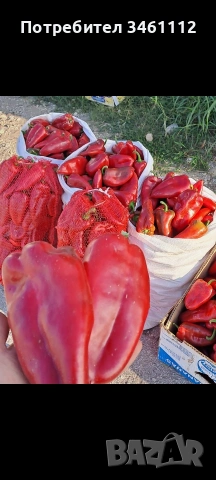 Продавам семена на вносна Турска капия 