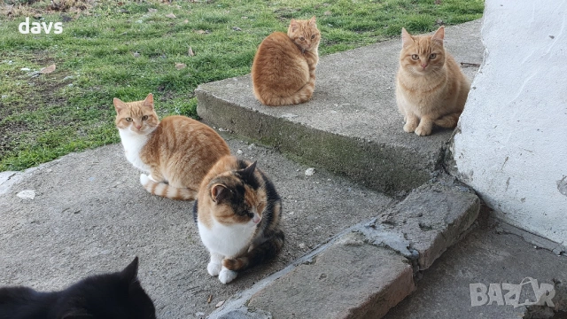 Дом за млади котета - остават сами на произвола на съдбата, снимка 3 - Други - 53050188